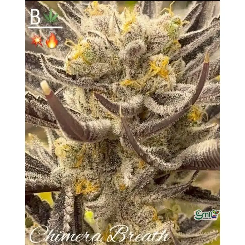 Chimera Breath — 1