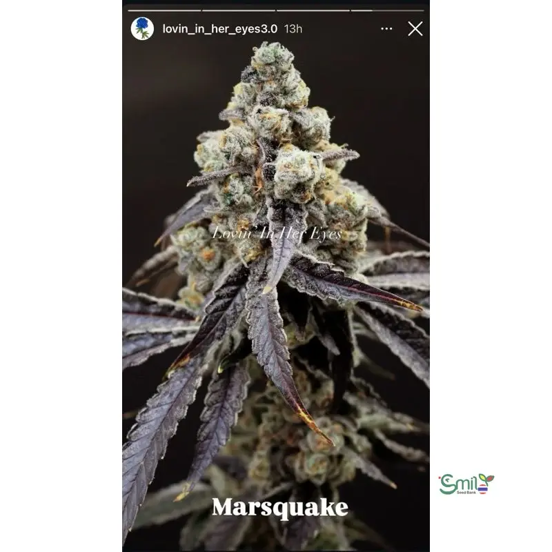Marsquake — 2