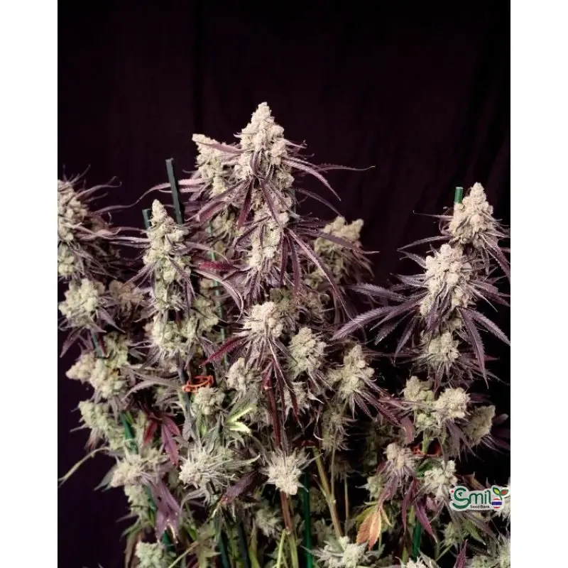 Straw-Lectric Lemonade — 2