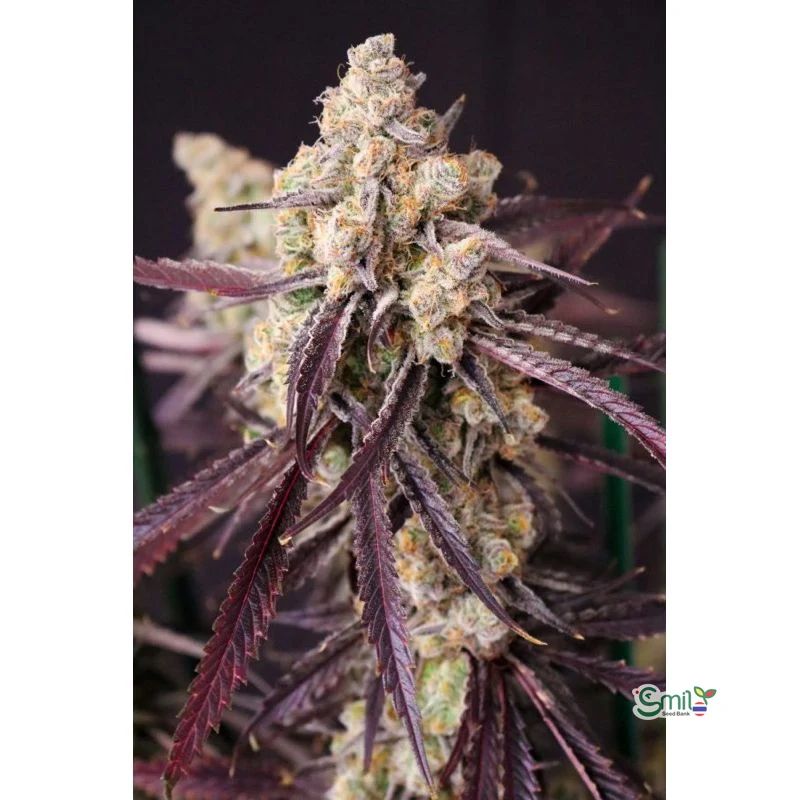 Straw-Lectric Lemonade — 3