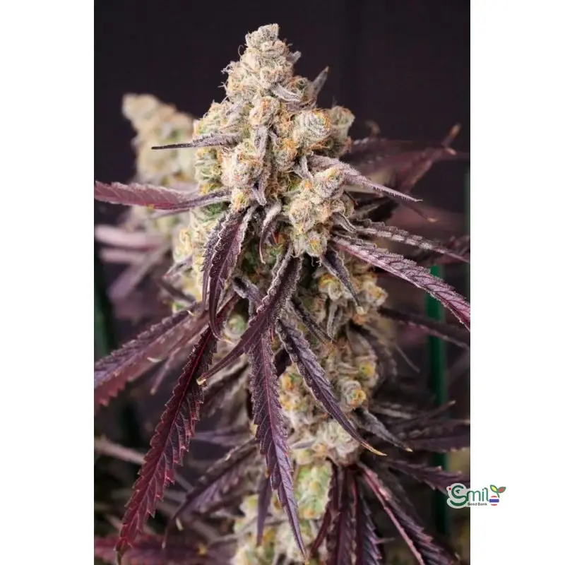 Straw-Lectric Lemonade — 3