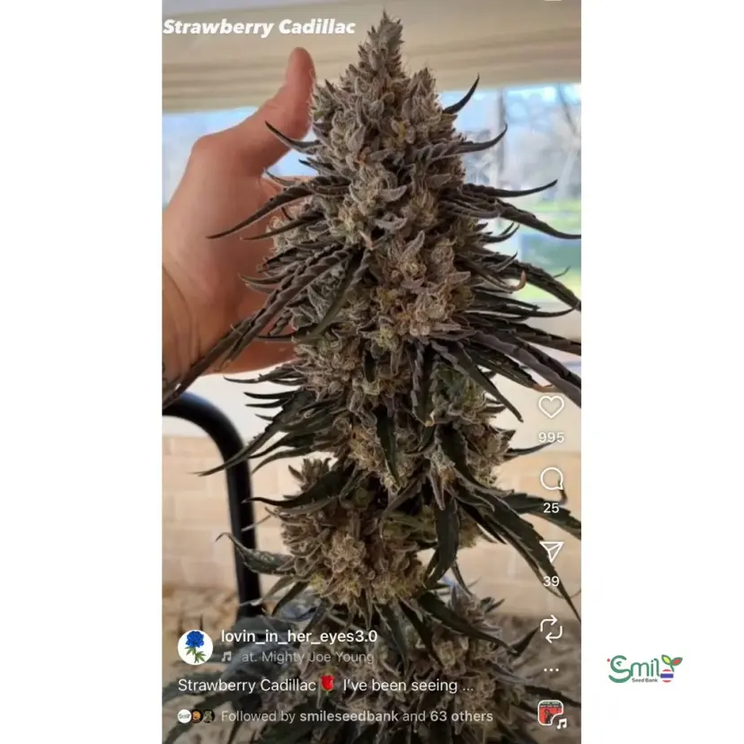 Straw-Lectric Lemonade — 4