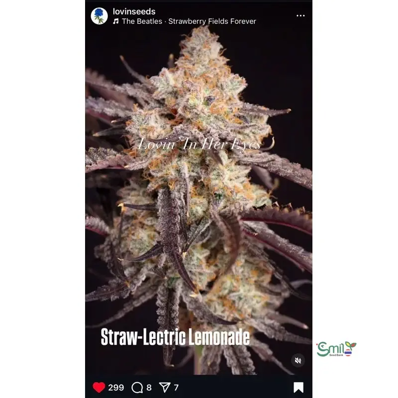 Straw-Lectric Lemonade — 5