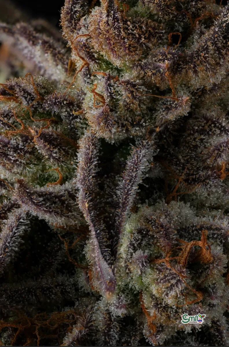 Purple Preserves — 3
