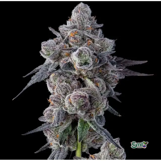 Mellowz — 1