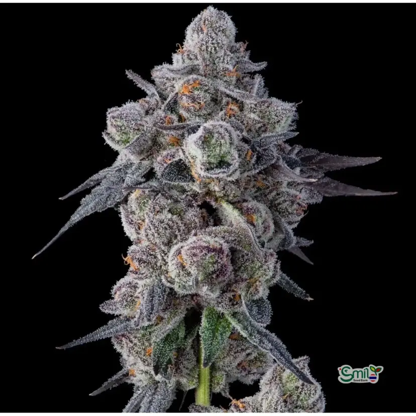 Mellowz — 1