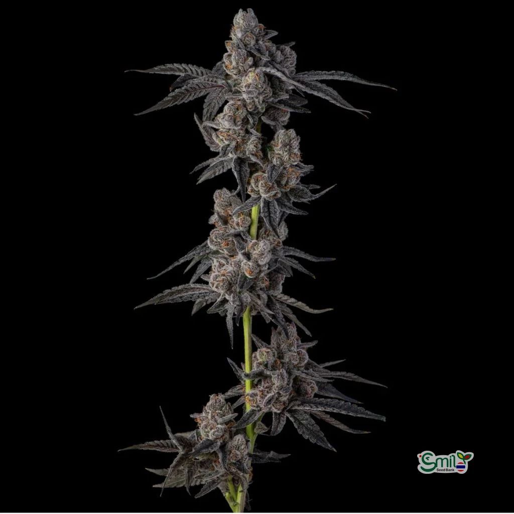 Mellowz — 2