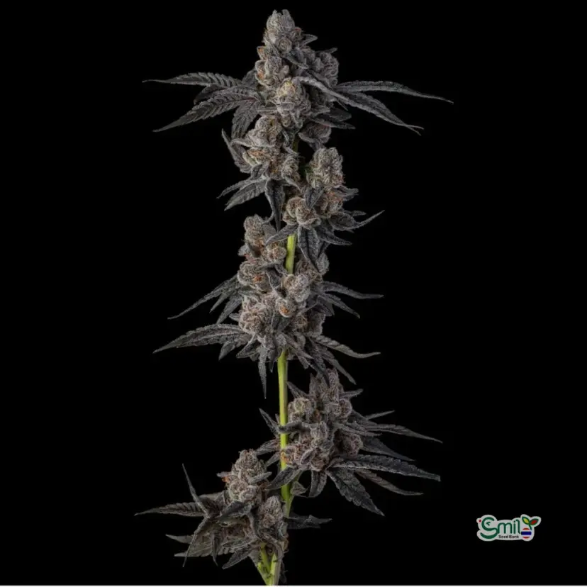 Mellowz — 2