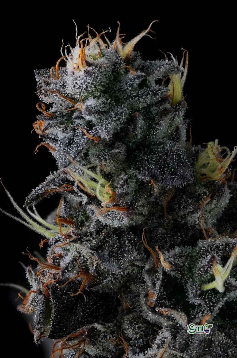 Giggin' Grapes