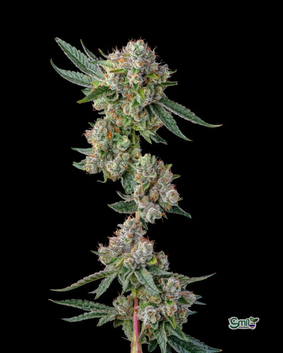 Glue 31 — 2