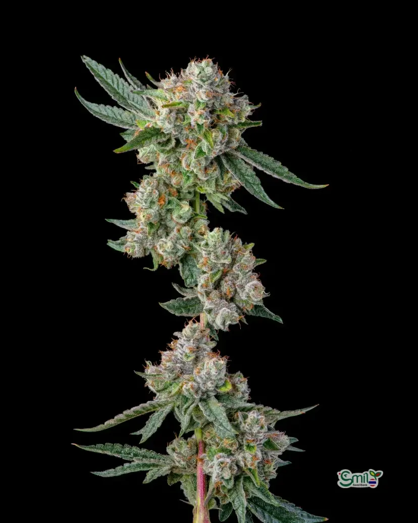 Glue 31 — 2