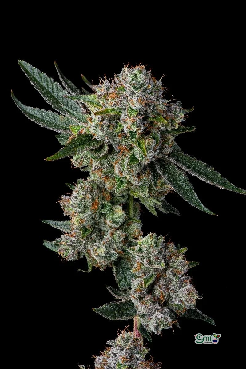 Glue 31