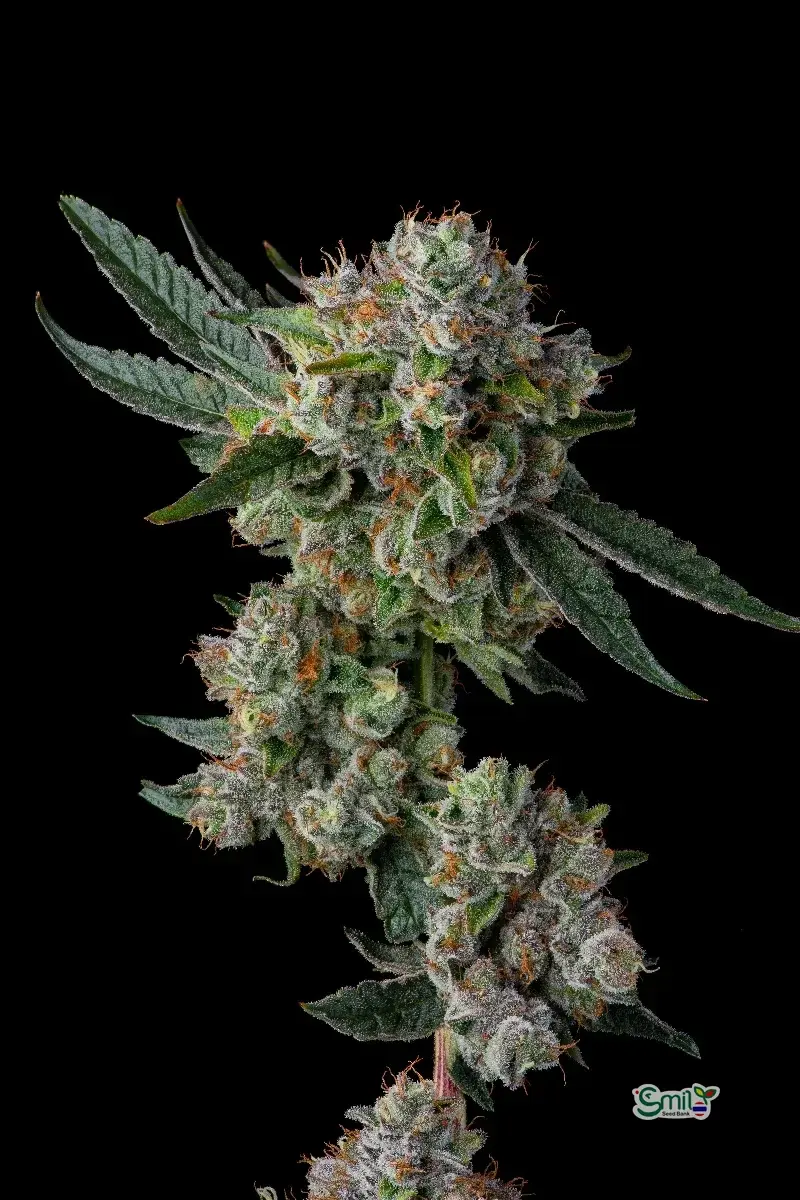 Glue 31 — 3