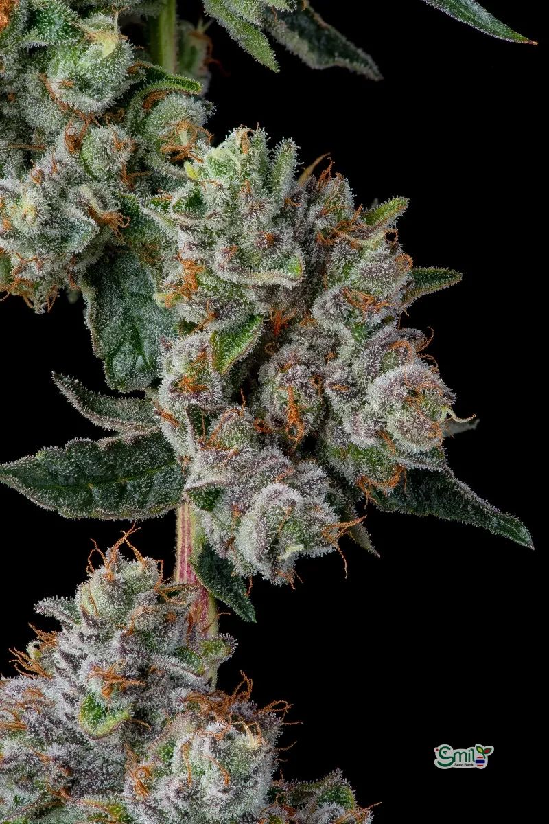 Glue 31 — 4