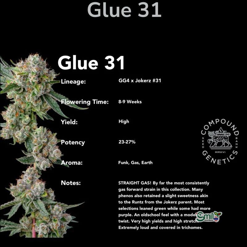 Glue 31 — 5