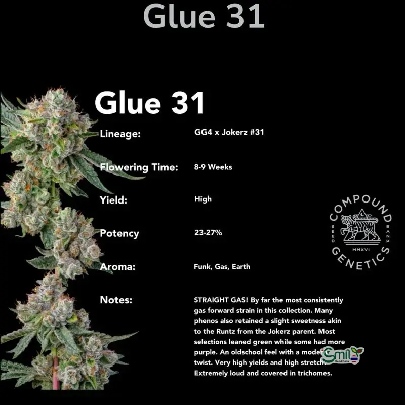 Glue 31 — 5