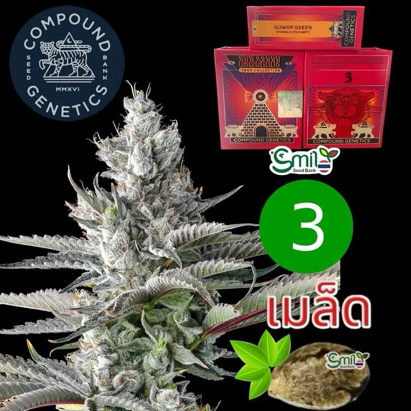 Guwop Green — 1