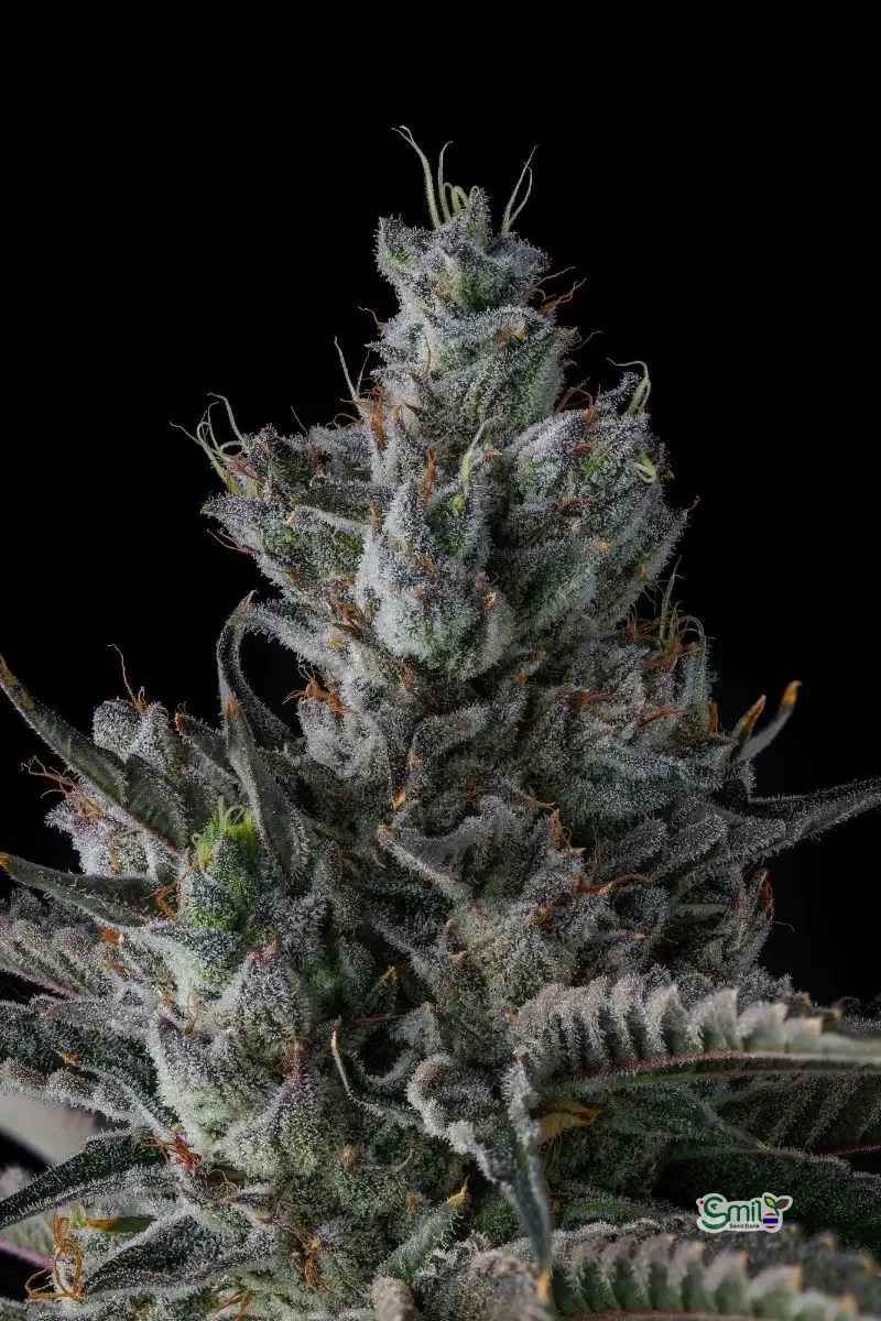 Guwop Green — 4