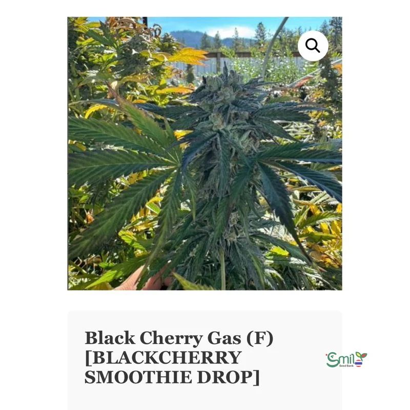Black Cherry Gas — 5