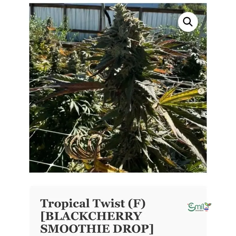 Tropical Twist — 3