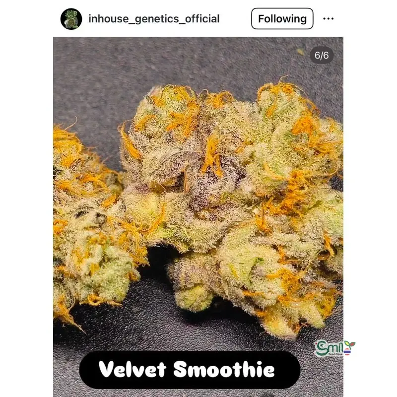 Velvet Smoothie — 2