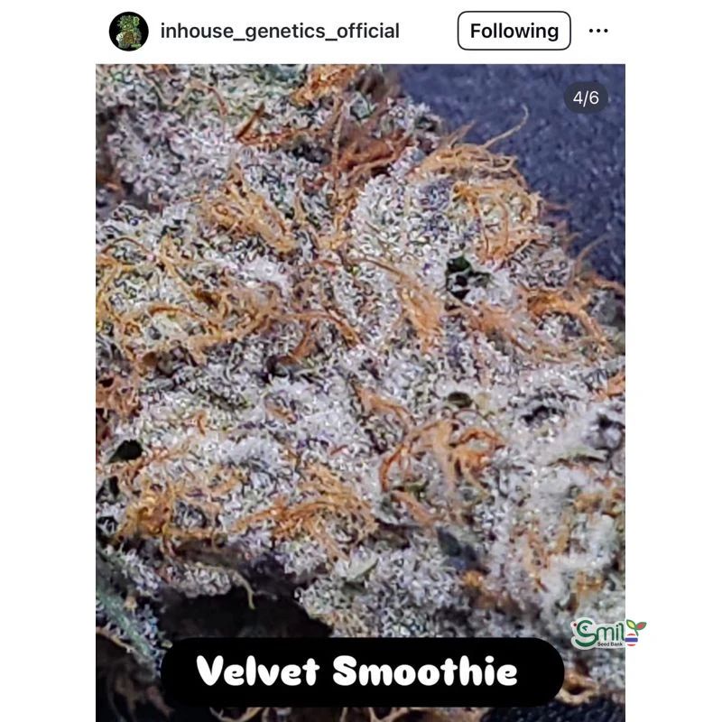 Velvet Smoothie