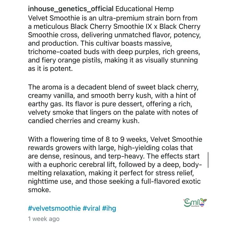 Velvet Smoothie — 5