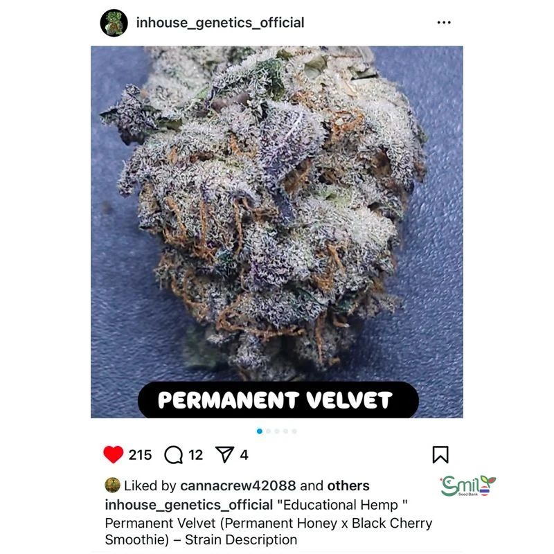 Permanent Velvet — 4