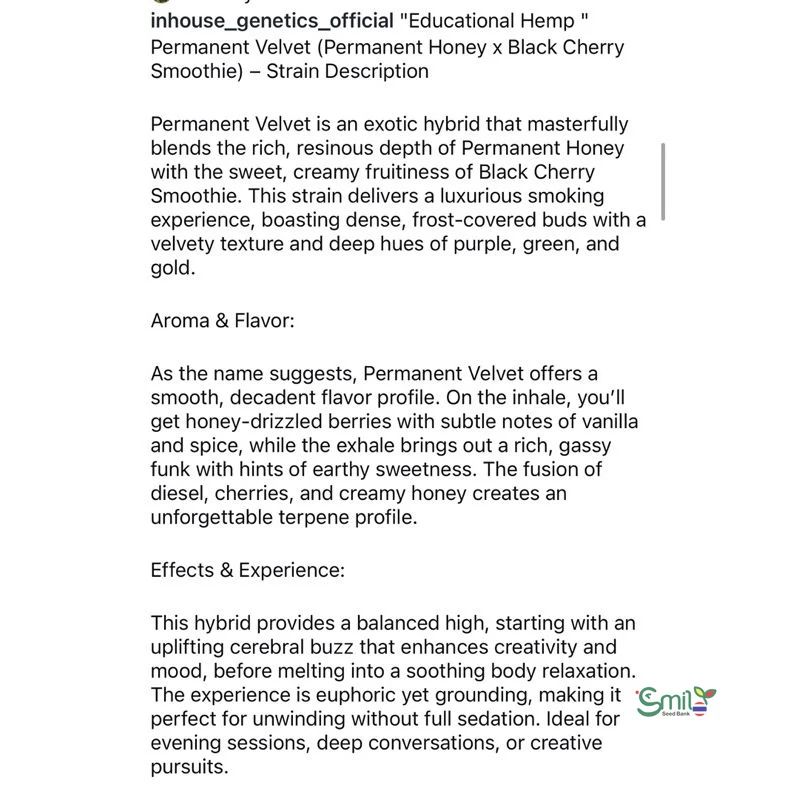 Permanent Velvet — 5