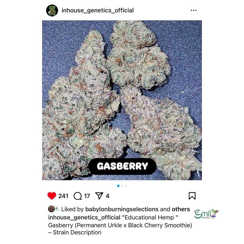 Gasberry — 2