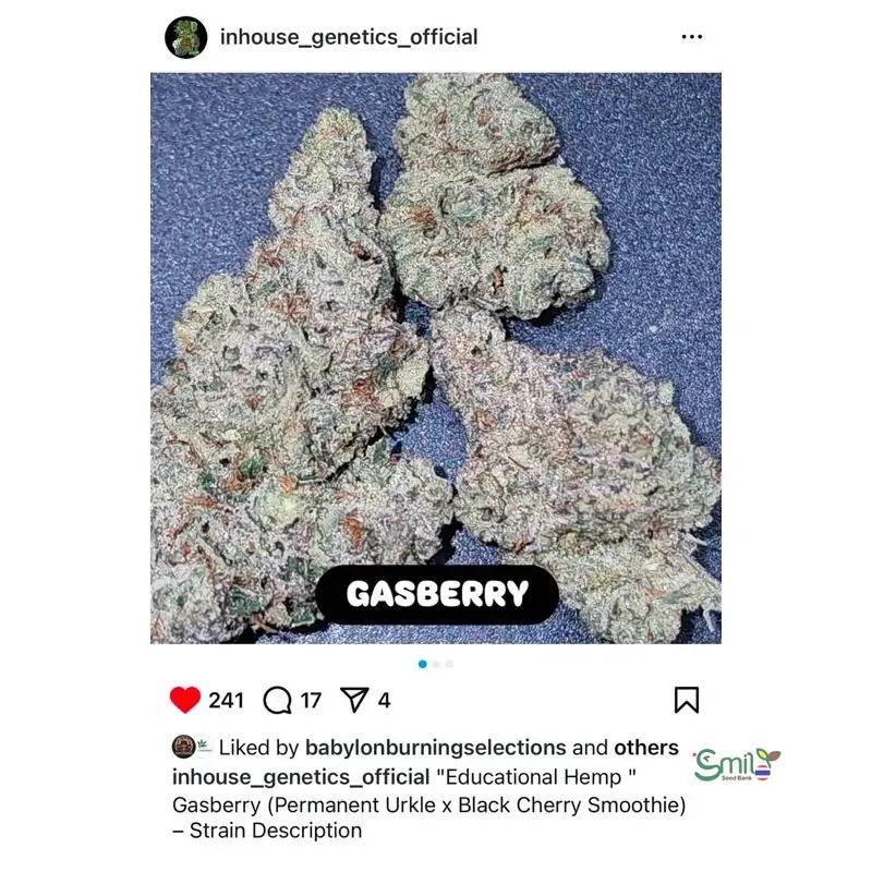Gasberry — 2