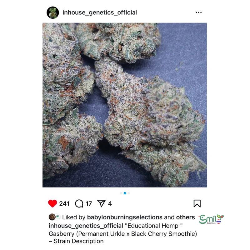 Gasberry — 3