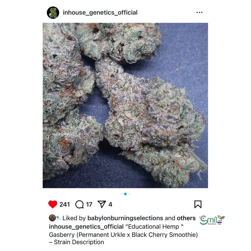 Gasberry — 3