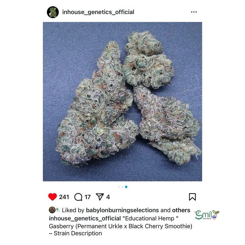 Gasberry — 4