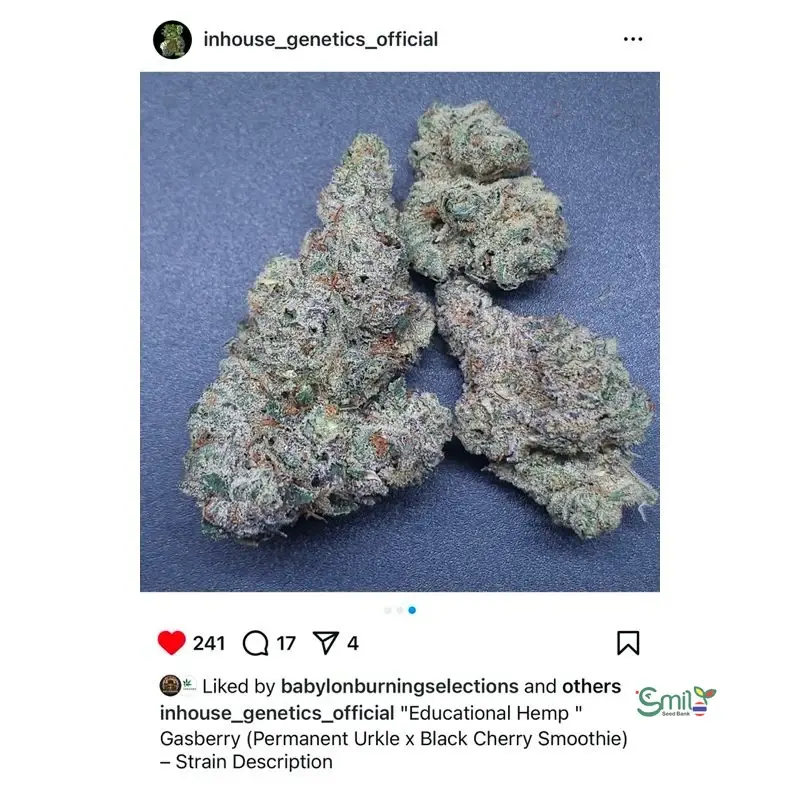 Gasberry — 4