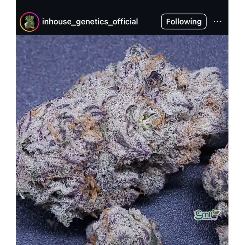 Purple Rush — 3