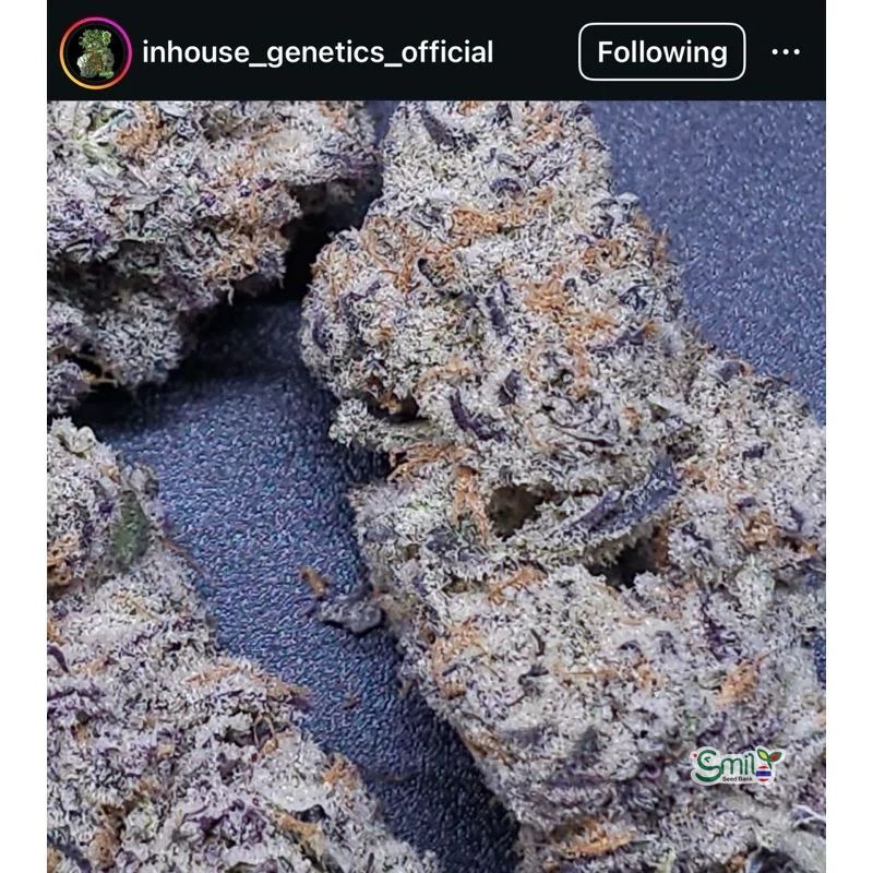 Purple Rush — 4