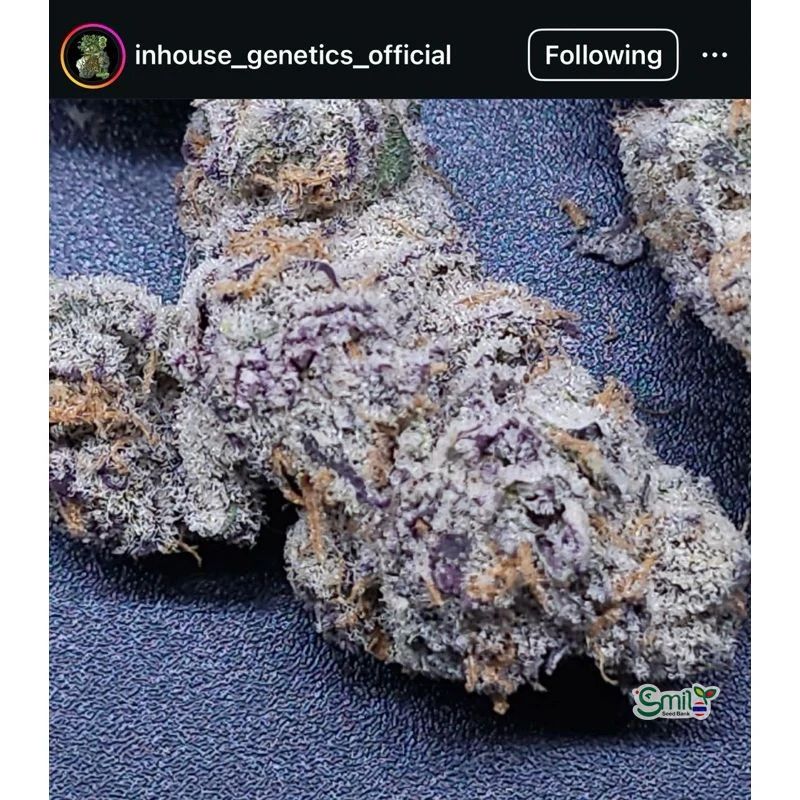 Purple Rush — 5