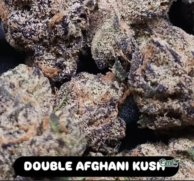 Double Afghani Kush — 1