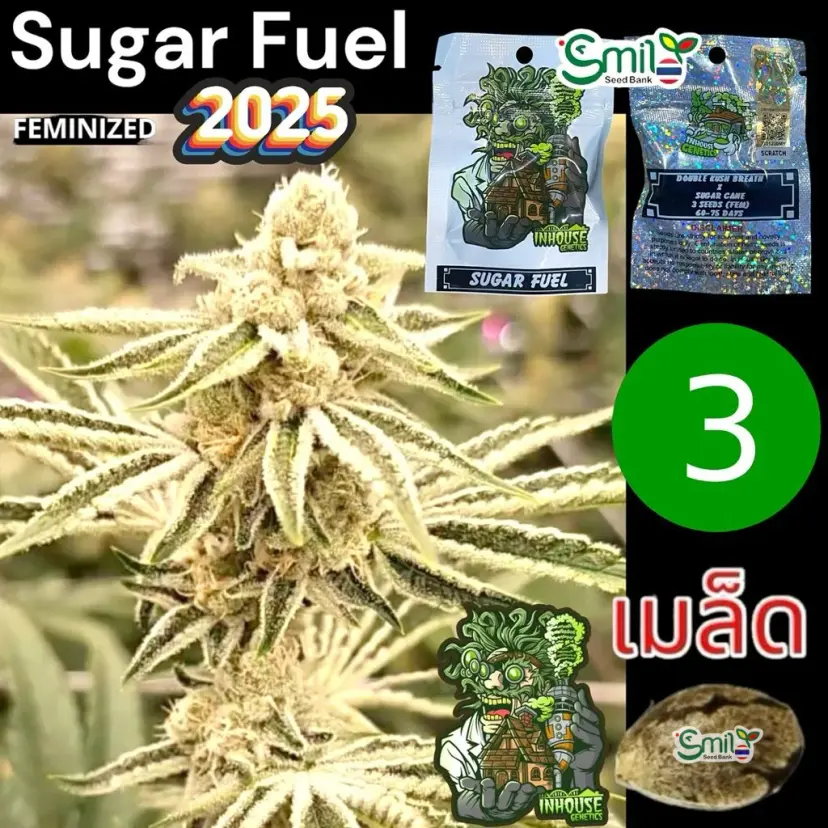 Sugar Fuel — 2