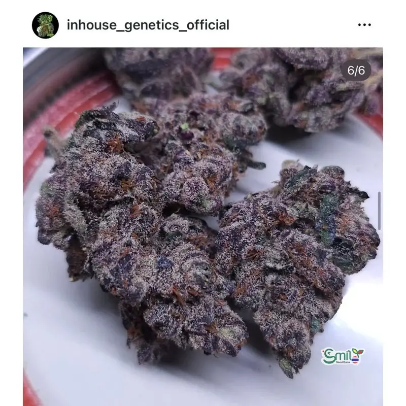 Urkle Mints — 3
