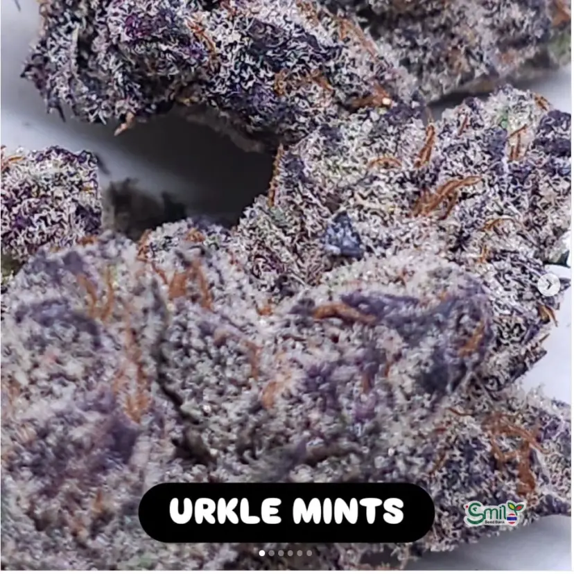 Urkle Mints — 4