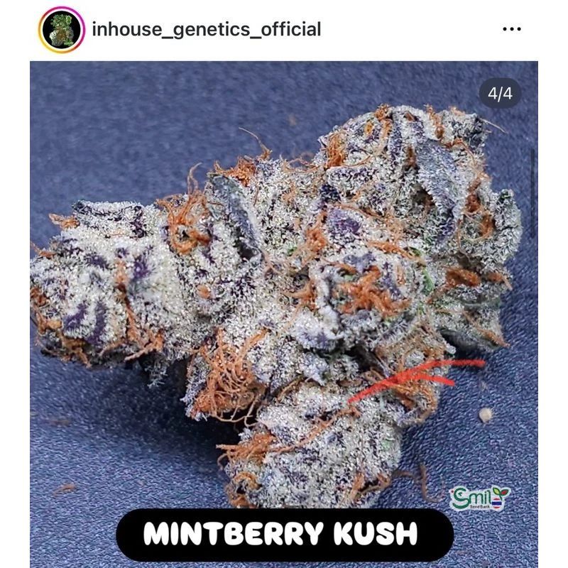 Mintberry Kush — 2