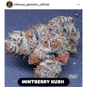 Mintberry Kush