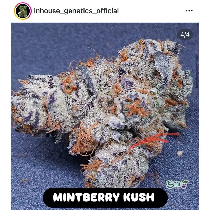 Mintberry Kush — 2