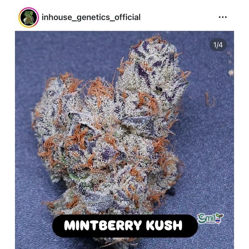 Mintberry Kush — 3