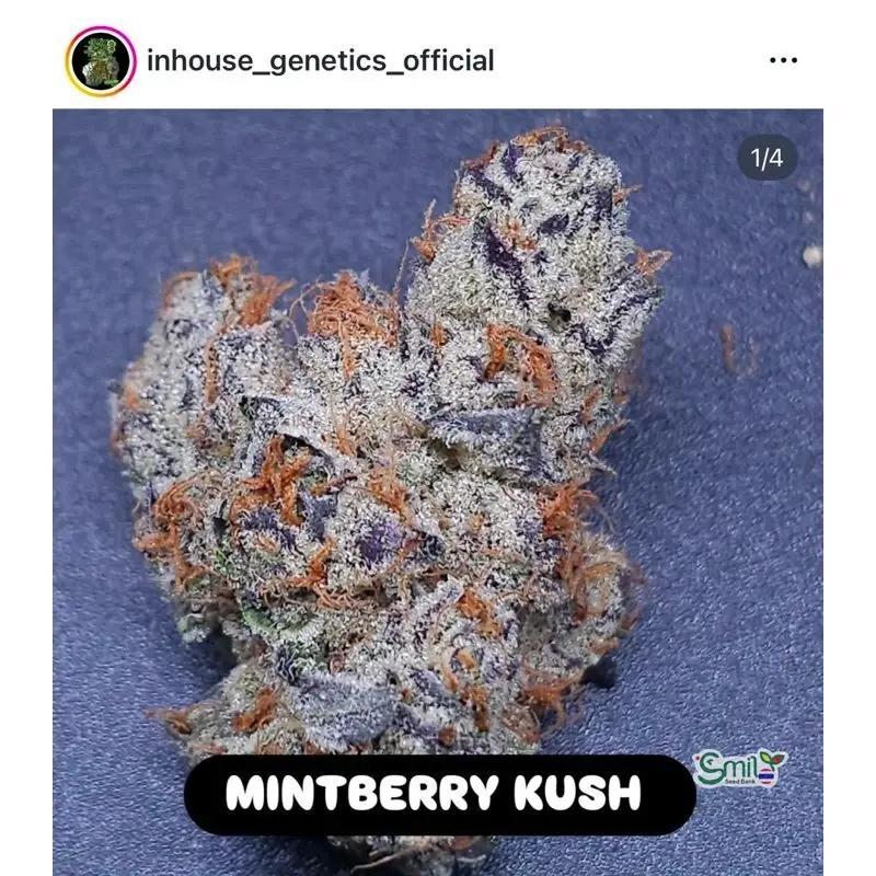 Mintberry Kush — 3