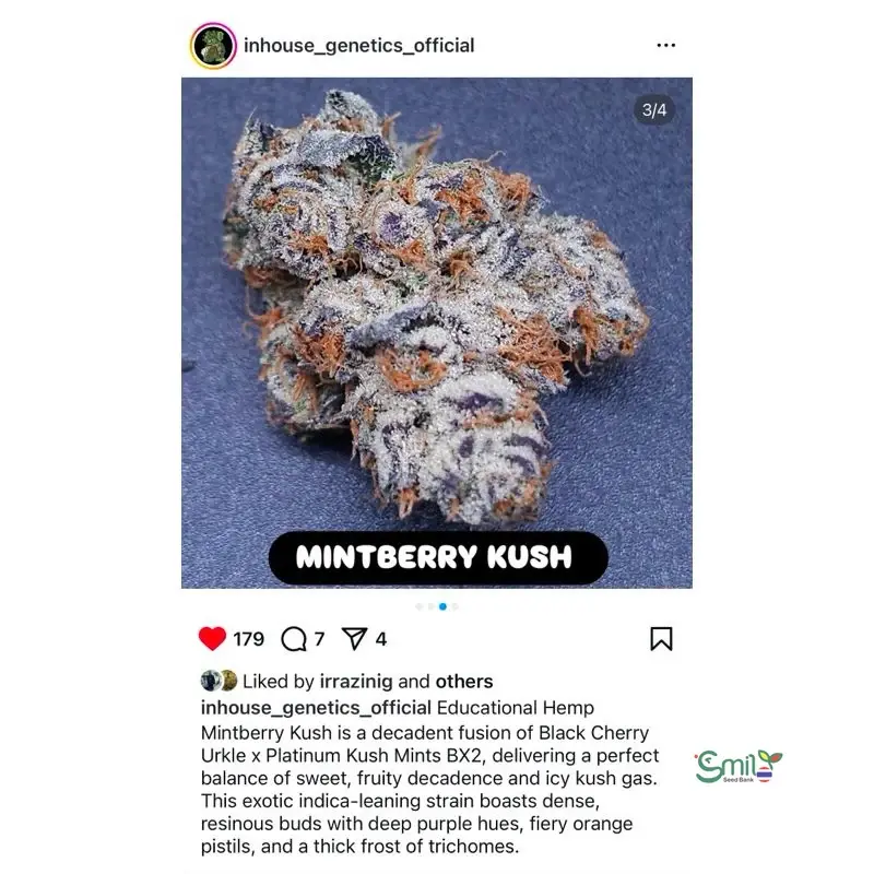 Mintberry Kush — 4