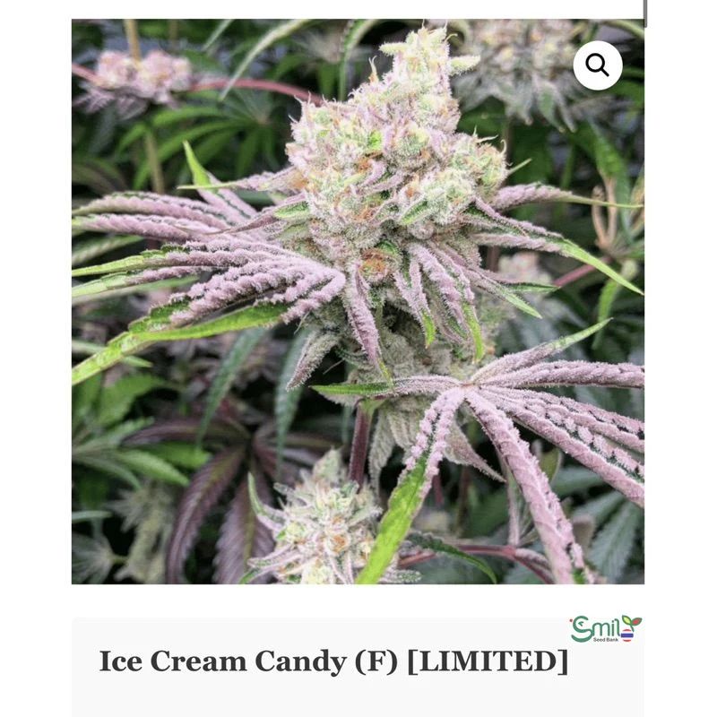 Ice Cream Candy [LIMITED] — 4
