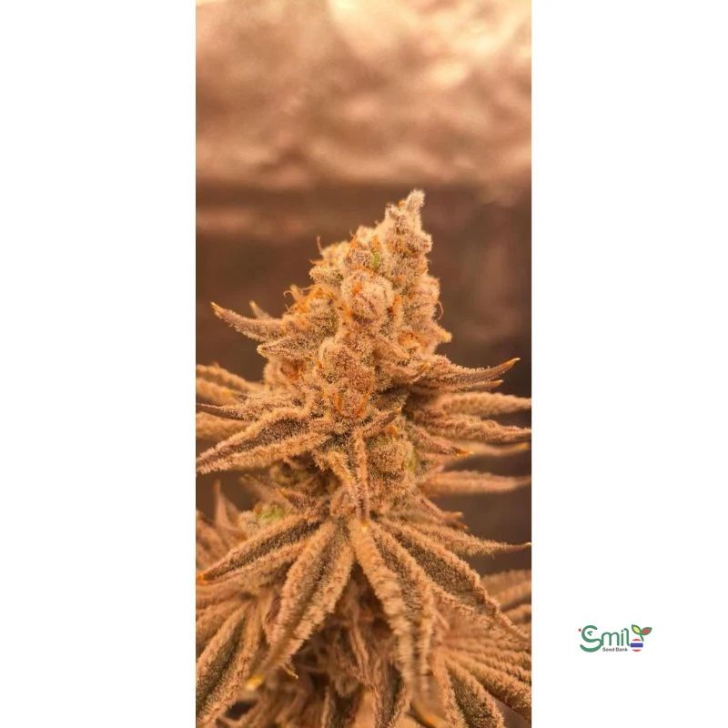 Jelly Drip [LIMITED] — 3